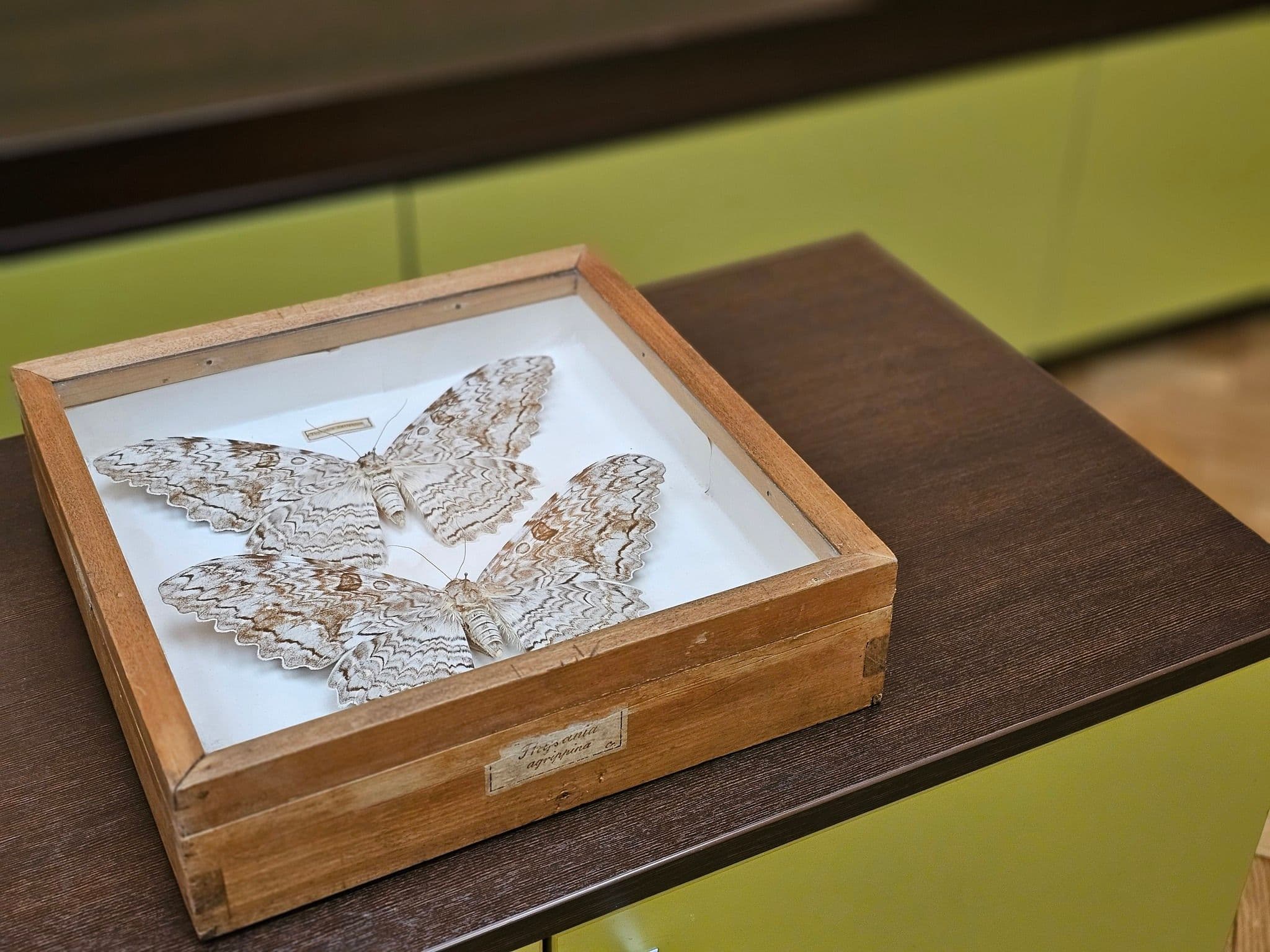 Gallery Image 6